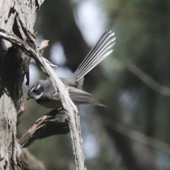 Rhipidura albiscapa (Grey Fantail) at Umbagong District Park - 13 Jul 2021 by AlisonMilton