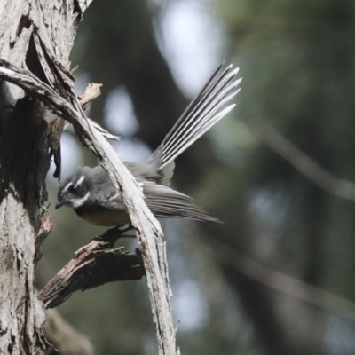 Rhipidura albiscapa (Grey Fantail) at Macgregor, ACT - 13 Jul 2021 by AlisonMilton