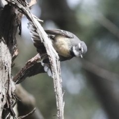 Rhipidura albiscapa at Macgregor, ACT - 13 Jul 2021