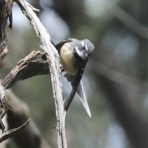 Rhipidura albiscapa at Macgregor, ACT - 13 Jul 2021