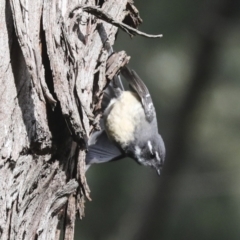 Rhipidura albiscapa at Macgregor, ACT - 13 Jul 2021