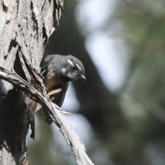 Rhipidura albiscapa at Macgregor, ACT - 13 Jul 2021