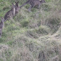 Macropus giganteus (Eastern Grey Kangaroo) at Latham, ACT - 13 Jul 2021 by AlisonMilton