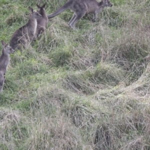 Macropus giganteus at Latham, ACT - 13 Jul 2021