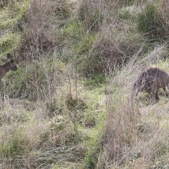 Macropus giganteus at Latham, ACT - 13 Jul 2021