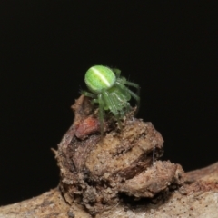 Araneus ginninderranus (Dondale's Orb-weaver) at ANBG - 2 Apr 2021 by TimL