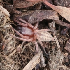 Clubiona sp. (genus) (Unidentified Stout Sac Spider) at Macgregor, ACT - 13 Jul 2021 by AlisonMilton