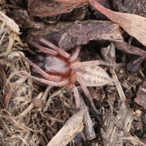 Clubiona sp. (genus) at Macgregor, ACT - 13 Jul 2021 12:13 PM