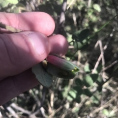 Correa reflexa var. reflexa (Common Correa, Native Fuchsia) at Greenway, ACT - 30 Jun 2021 by Tapirlord