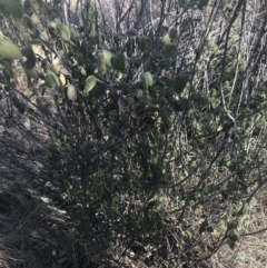 Correa reflexa var. reflexa at Greenway, ACT - 30 Jun 2021 01:34 PM