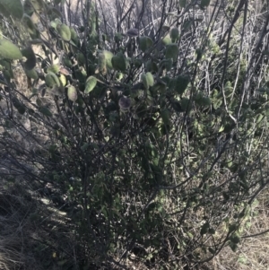 Correa reflexa var. reflexa at Greenway, ACT - 30 Jun 2021