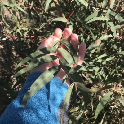 Eucalyptus viminalis (Ribbon Gum) at Greenway, ACT - 30 Jun 2021 by Tapirlord