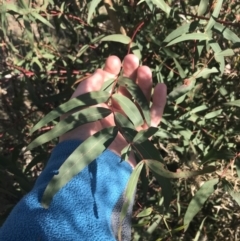 Eucalyptus viminalis (Ribbon Gum) at Pine Island to Point Hut - 30 Jun 2021 by Tapirlord