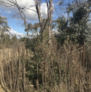 Eucalyptus viminalis at Greenway, ACT - 30 Jun 2021