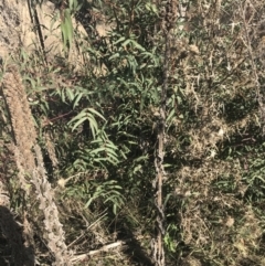 Eucalyptus viminalis at Greenway, ACT - 30 Jun 2021