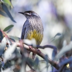 Anthochaera carunculata (Red Wattlebird) at Belconnen, ACT - 12 Jul 2021 by AlisonMilton