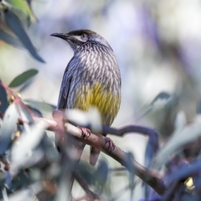 Anthochaera carunculata (Red Wattlebird) at Belconnen, ACT - 12 Jul 2021 by AlisonMilton