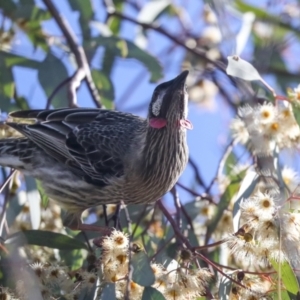 Anthochaera carunculata at Belconnen, ACT - 12 Jul 2021