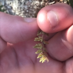 Cheilanthes distans (Bristly Cloak Fern) at Greenway, ACT - 30 Jun 2021 by Tapirlord