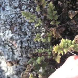 Cheilanthes distans at Greenway, ACT - 30 Jun 2021