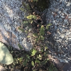 Cheilanthes distans at Greenway, ACT - 30 Jun 2021