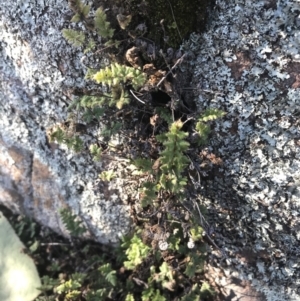 Cheilanthes distans at Greenway, ACT - 30 Jun 2021