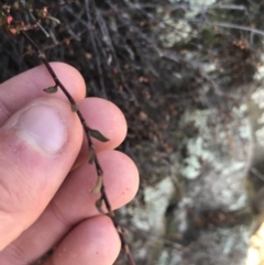 Muehlenbeckia tuggeranong at suppressed - suppressed