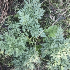 Conium maculatum (Hemlock) at Greenway, ACT - 30 Jun 2021 by Tapirlord