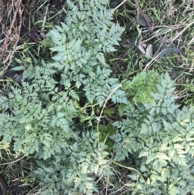 Conium maculatum (Hemlock) at Greenway, ACT - 30 Jun 2021 by Tapirlord