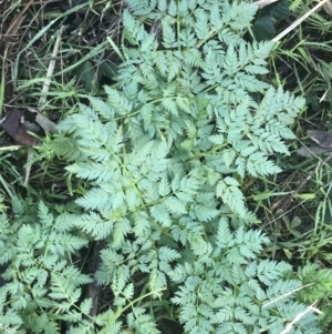 Conium maculatum at Greenway, ACT - 30 Jun 2021