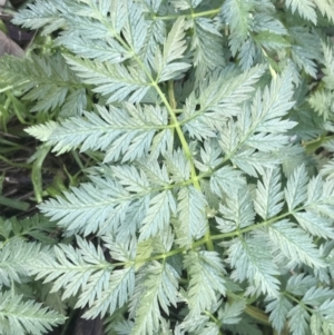 Conium maculatum at Greenway, ACT - 30 Jun 2021