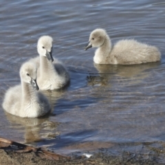 Cygnus atratus (Black Swan) at Belconnen, ACT - 12 Jul 2021 by AlisonMilton