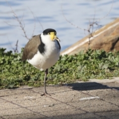 Vanellus miles (Masked Lapwing) at Lake Ginninderra - 12 Jul 2021 by AlisonMilton