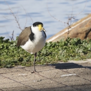 Vanellus miles at Belconnen, ACT - 12 Jul 2021 01:51 PM