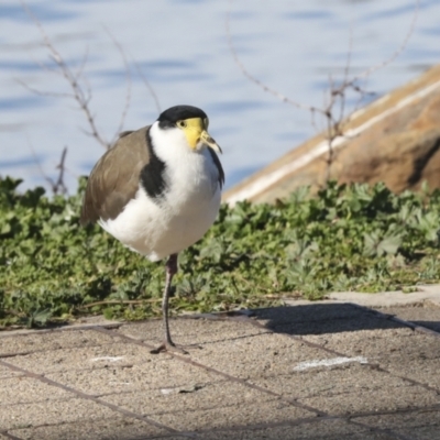 Vanellus miles (Masked Lapwing) at Belconnen, ACT - 12 Jul 2021 by AlisonMilton