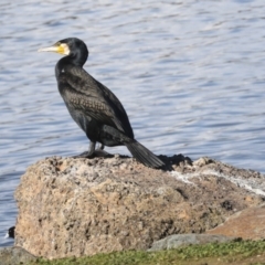 Phalacrocorax carbo (Great Cormorant) at Belconnen, ACT - 12 Jul 2021 by AlisonMilton