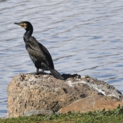 Phalacrocorax carbo at Belconnen, ACT - 12 Jul 2021