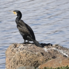 Phalacrocorax carbo at Belconnen, ACT - 12 Jul 2021 01:51 PM