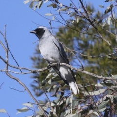 Coracina novaehollandiae (Black-faced Cuckooshrike) at Belconnen, ACT - 12 Jul 2021 by AlisonMilton