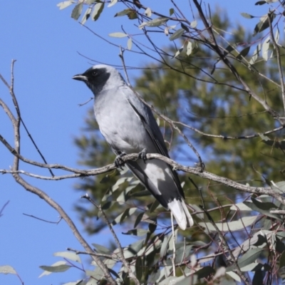 Coracina novaehollandiae (Black-faced Cuckooshrike) at Belconnen, ACT - 12 Jul 2021 by AlisonMilton