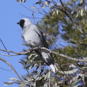 Coracina novaehollandiae at Belconnen, ACT - 12 Jul 2021