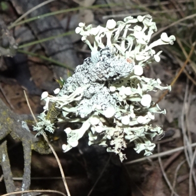Ramalina sp. (genus) (A lichen) at Bungendore, NSW - 10 Jul 2021 by JanetRussell