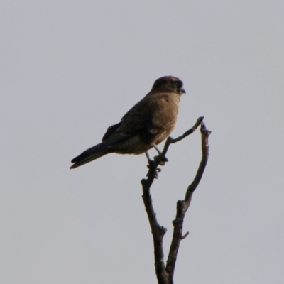 Falco berigora (Brown Falcon) at QPRC LGA - 13 Jul 2021 by LisaH