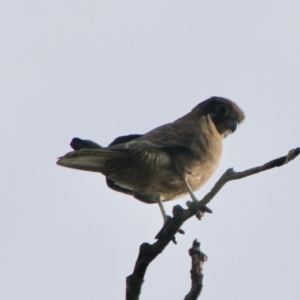 Falco berigora at Braidwood, NSW - 13 Jul 2021