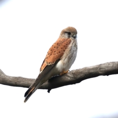 Falco cenchroides (Nankeen Kestrel) at Majura, ACT - 10 Jul 2021 by jbromilow50