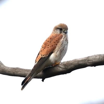 Falco cenchroides (Nankeen Kestrel) at Majura, ACT - 10 Jul 2021 by jbromilow50