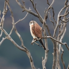 Falco cenchroides (Nankeen Kestrel) at Majura, ACT - 10 Jul 2021 by jb2602