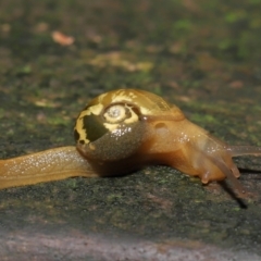 Mysticarion porrectus (Golden Semi-slug) at ANBG - 14 Mar 2021 by TimL