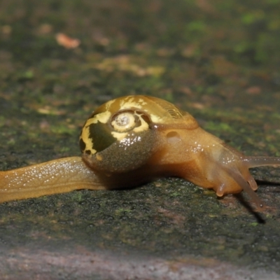 Mysticarion porrectus (Golden Semi-slug) at Acton, ACT - 14 Mar 2021 by TimL