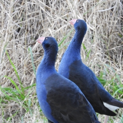 Porphyrio melanotus (Australasian Swamphen) at Greenway, ACT - 7 Jul 2021 by MatthewFrawley